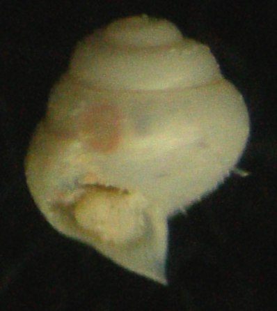 limacina lesueurii
